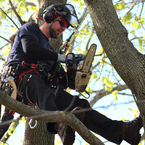 Tree Climber Specialist