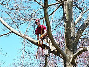 Principles & Practices for Pruning Trees