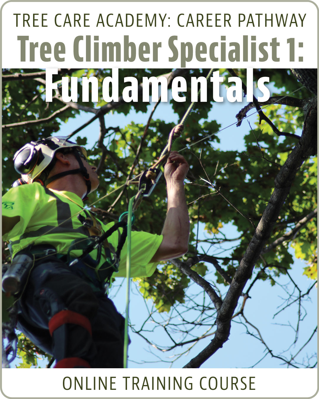 Spanish Word For Tree Climber